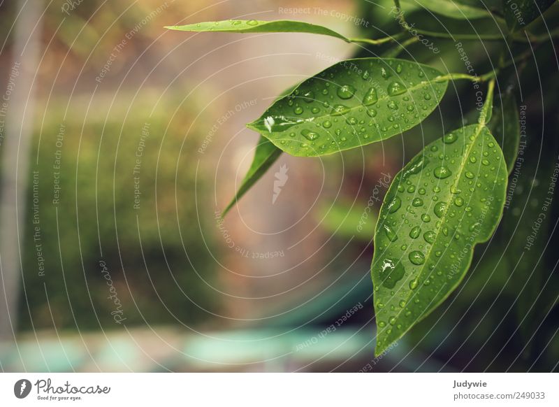 Im Regenwald Sommer Umwelt Natur Wasser Wassertropfen schlechtes Wetter Pflanze Sträucher Blatt Grünpflanze Garten Urwald Flüssigkeit frisch nass natürlich grün