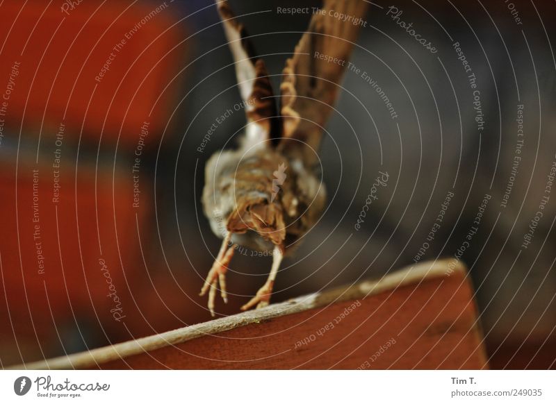 Abflug Berlin Tier Vogel Flügel Krallen 1 Beginn Farbfoto Außenaufnahme Nahaufnahme Menschenleer Tag