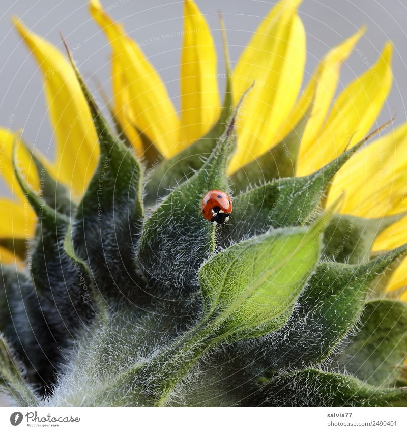 Sonnenblumenblätter Umwelt Natur Sommer Blume Blatt Blüte Blattadern Blattfaser Garten krabbeln Glück Wege & Pfade Farbfoto Außenaufnahme Strukturen & Formen