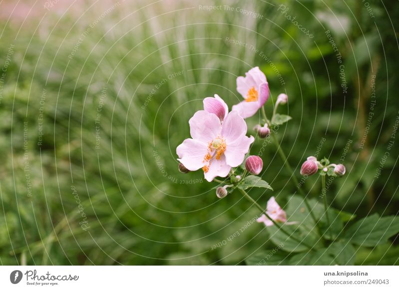 aller guten blümchen sind drei. Natur Pflanze Gras Blatt Blüte Grünpflanze Wildrosen Park Wiese Blühend Duft frisch natürlich positiv schön grün rosa Farbfoto