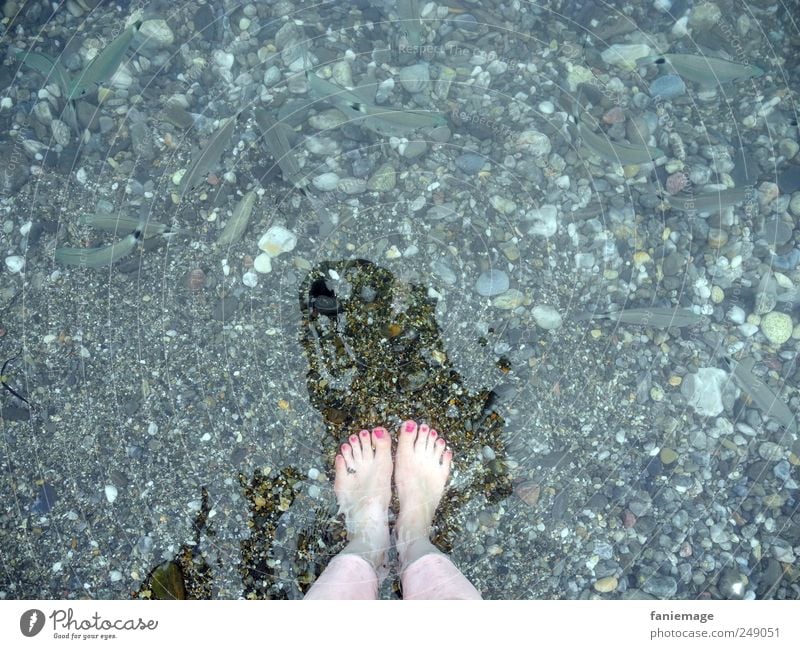 Les orteils roses Wasser Meer Fisch Nagellack rosa blau Beine Tierfuß Fußzehen Angeln Schatten Mut frech kalt Sommer Collioure Frankreich