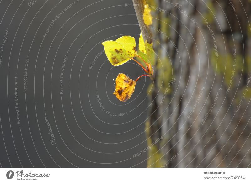 Es wird Herbscht Natur Pflanze Sonnenlicht Herbst Schönes Wetter Baum Blatt Grünpflanze Park klein natürlich mehrfarbig grau grün Farbfoto Außenaufnahme