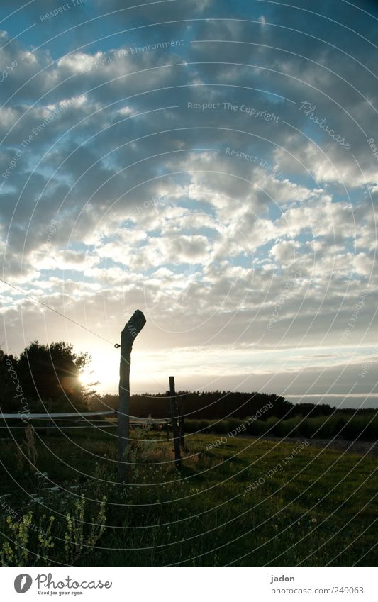 abends. Landschaft Pflanze Erde Sonnenlicht Sommer Gras Sträucher Feld wandern dunkel trist ruhig Einsamkeit Natur Stimmung Traurigkeit Ferne Sonnenuntergang