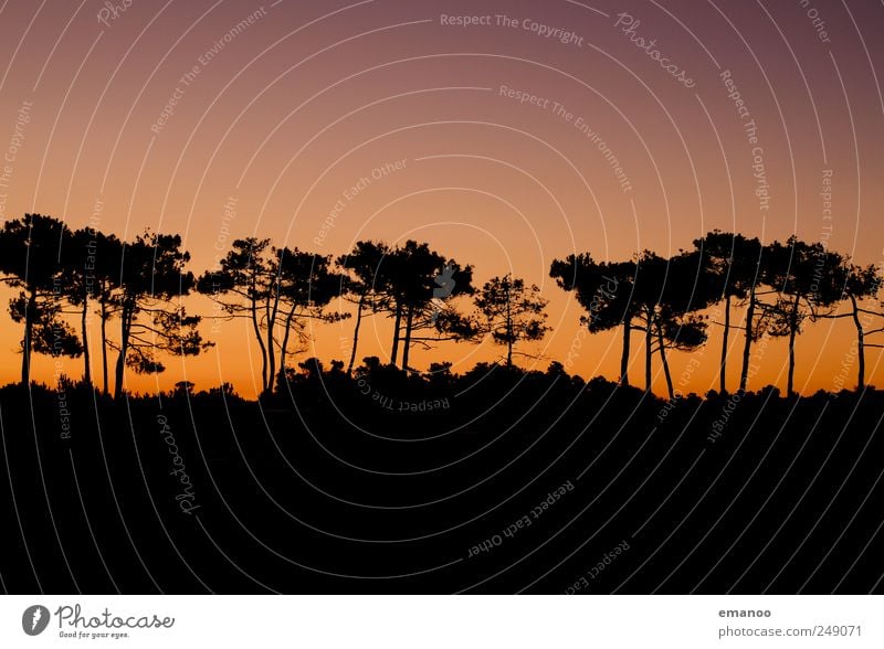 die trockene Pinie Umwelt Natur Landschaft Pflanze Himmel Sonnenaufgang Sonnenuntergang Sommer Klima Wetter Schönes Wetter Dürre Baum Wald Küste heiß