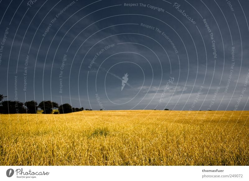 Nordlicht Ferne Freiheit Sommer Feld Landwirtschaft Forstwirtschaft Landschaft Erde Luft Himmel Horizont Schönes Wetter Wind Pflanze Baum Getreide Getreidefeld