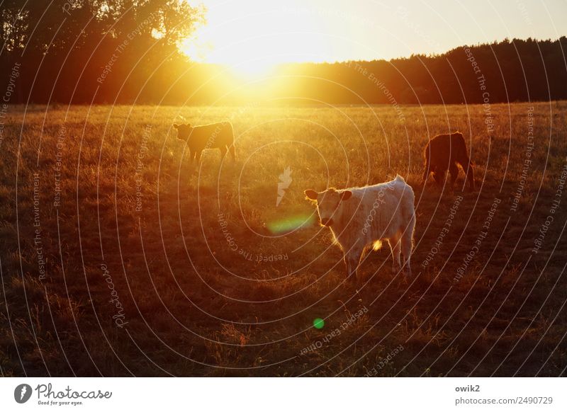 Bonanza Umwelt Natur Landschaft Pflanze Tier Luft Wolkenloser Himmel Horizont Sommer Klima Schönes Wetter Wärme Baum Gras Sträucher Wiese Wald Weide Nutztier