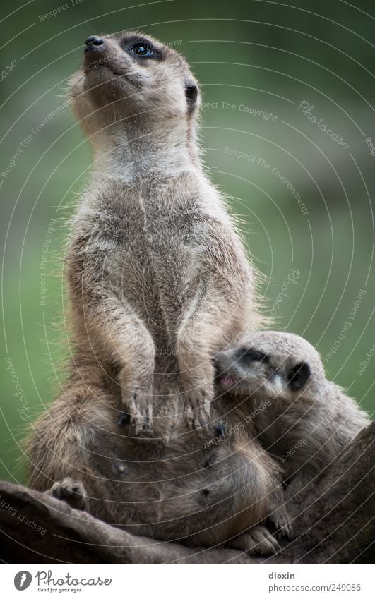 Multitasking Mama Tier Fell Pfote Zoo Erdmännchen Säugetier 2 Tierjunges Fressen füttern kuschlig natürlich niedlich Schutz Warmherzigkeit Zusammensein