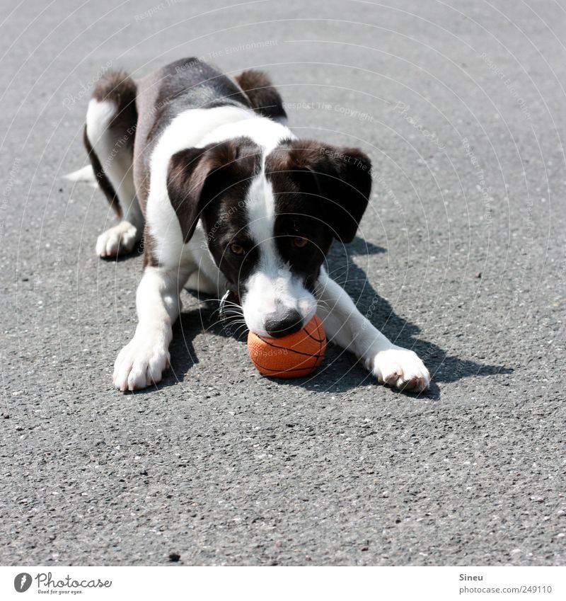 Schade, dass sein Geknurre nicht zu hören ist... Ball Tier Haustier Hund Mischling 1 beobachten liegen Spielen warten frech listig lustig klug Freude Tierliebe