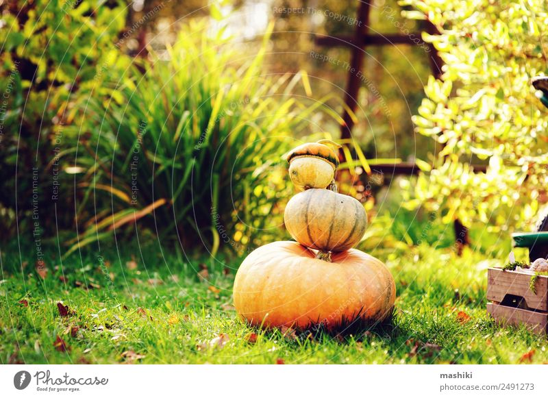 Frische Kürbisse im Herbstgarten Gemüse Lifestyle Freude Halloween Natur Landschaft Wachstum frisch lustig natürlich grün Ernte Feiertag Gast Markt September