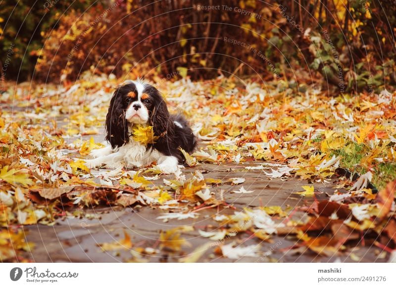 Spaniel Hund unter einem Marmorbaum sitzend Garten Natur Baum Blatt Haustier nass cavalier king charles marmorieren Boden orange Spätherbst Jahreszeiten