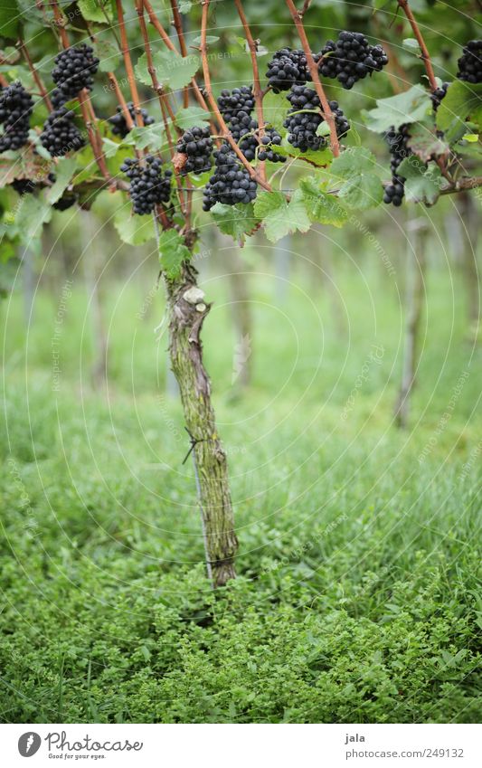 weinstock Lebensmittel Frucht Bioprodukte Vegetarische Ernährung Umwelt Natur Pflanze Blatt Grünpflanze Nutzpflanze Weintrauben ästhetisch natürlich wild blau