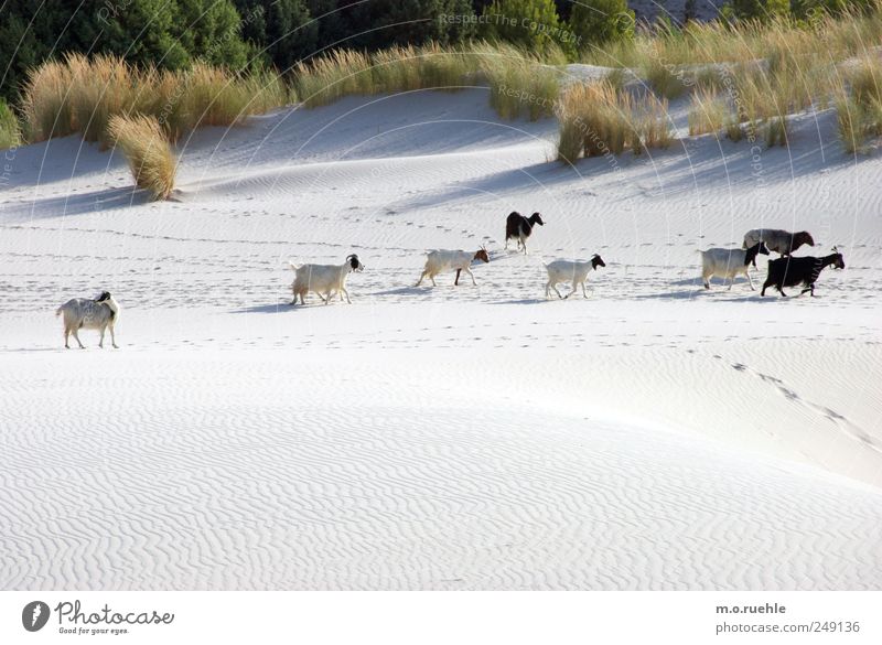 Und wir werden weiterziehen, im Sonnenschein und im Schatten Umwelt Natur Landschaft Sand Schönes Wetter Gras Küste Strand Insel Sardinien Nutztier Ziegen