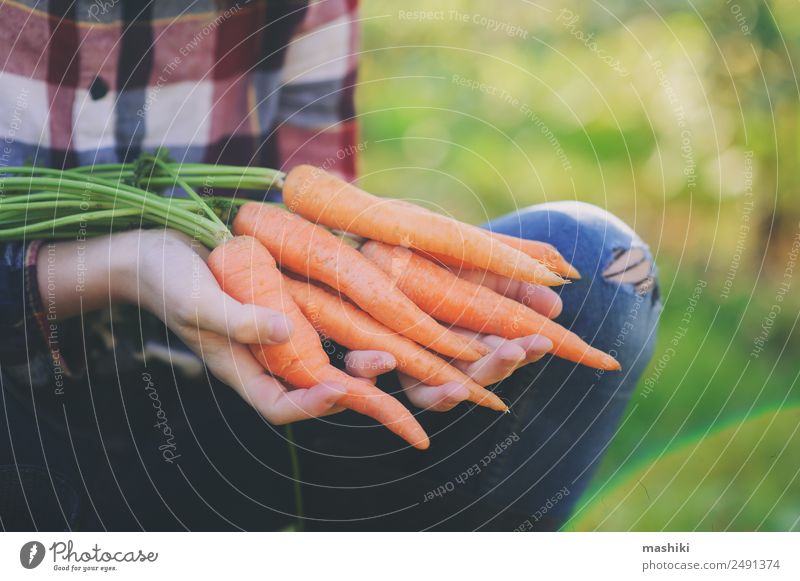 glücklich Bauer Kind Mädchen Ernte frisch zu Hause Wachstum Karotte Gemüse Lifestyle Freude Glück Familie & Verwandtschaft Natur Landschaft Herbst Hemd Hut