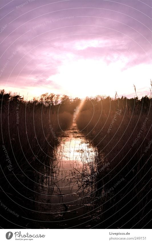 Lilalaune Ferien & Urlaub & Reisen Ausflug Sommerurlaub Umwelt Natur Landschaft Pflanze Wasser Himmel Sonnenaufgang Sonnenuntergang Schönes Wetter Sträucher