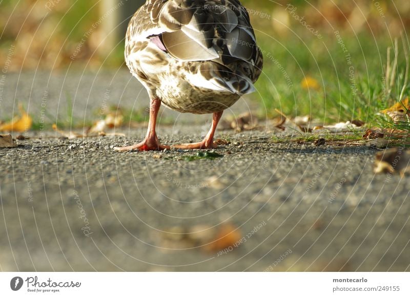 Und tschüß... Tier Wildtier Flügel Ente 1 Kitsch nass Neugier braun grau weiß Natur Farbfoto mehrfarbig Außenaufnahme Nahaufnahme Tag Licht Sonnenlicht