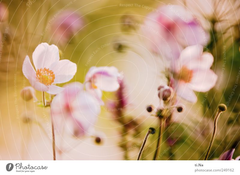 Flower of Power Sommer Pflanze Blume Sträucher Blüte Herbstanemone Blühend Duft Wachstum Freundlichkeit hell schön gelb grün rosa Frühlingsgefühle Idylle