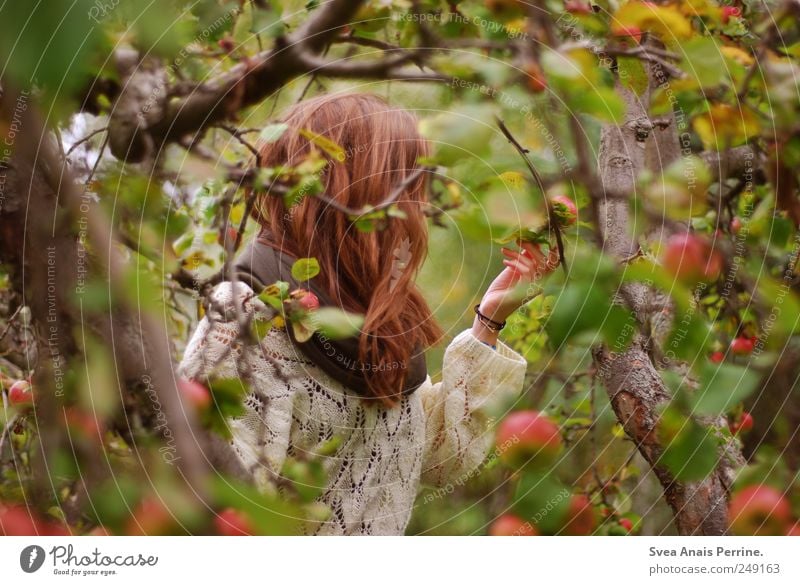 apfelzeit. Junge Frau Jugendliche Haare & Frisuren 1 Mensch 13-18 Jahre Kind Umwelt Natur Herbst Baum Apfelbaum Garten Park Pullover Schal brünett langhaarig