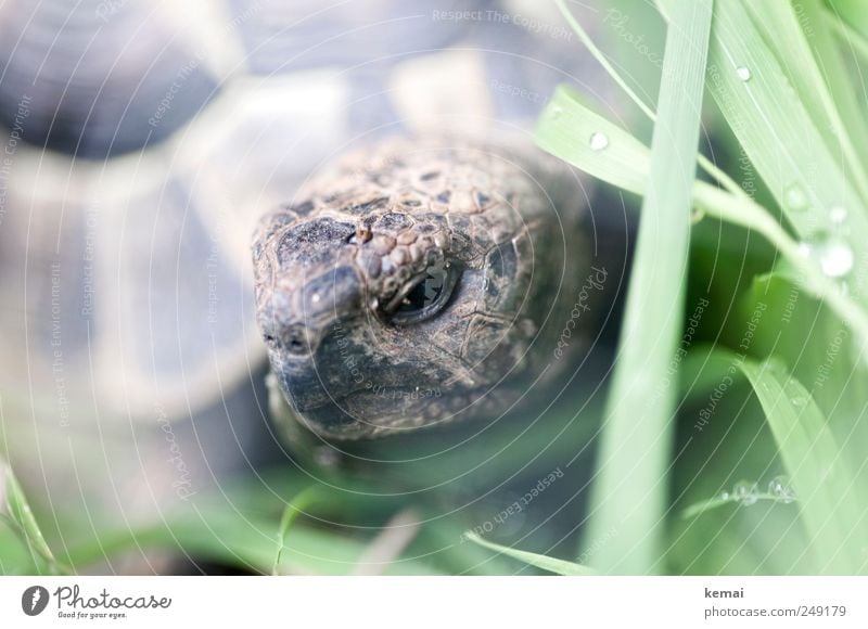 Gartenreptil Natur Pflanze Gras Tier Haustier Tiergesicht Schuppen Schildkröte Auge 1 Blick authentisch hell grün Ärger Feindseligkeit Aggression Panzer