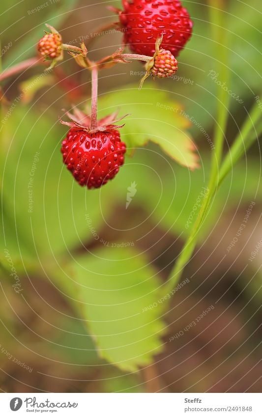 Walderdbeeren Wald-Erdbeeren Waldfrüchte Fragaria vesca Sammelnussfrüchte Früchte organisch reife Früchte Bio Waldpflanzen Beerensträucher Naschfrüchte