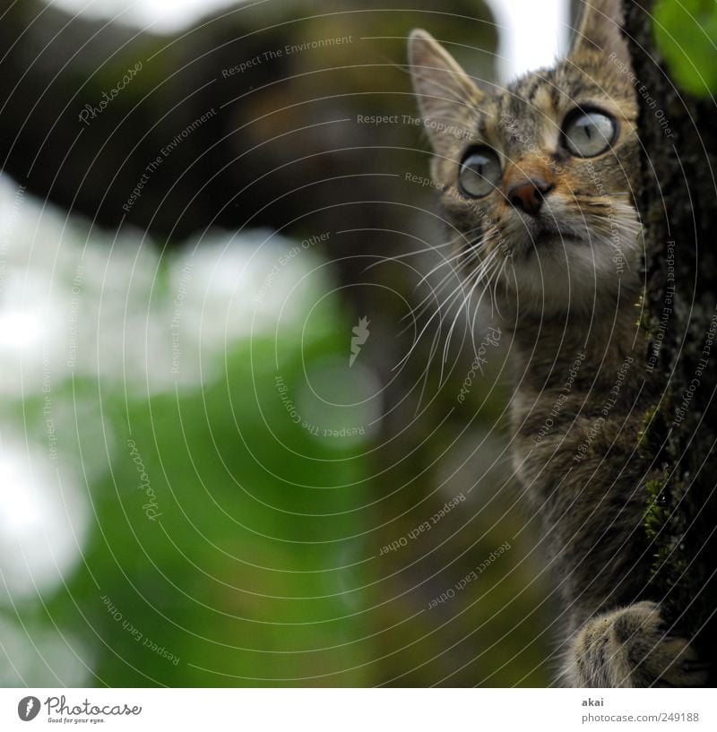 Vermisst:Tom Baum Garten Tier Haustier Katze 1 beobachten braun grau grün Tom und Jerry Farbfoto Außenaufnahme Tag Tierporträt Blick nach vorn Herumtreiben