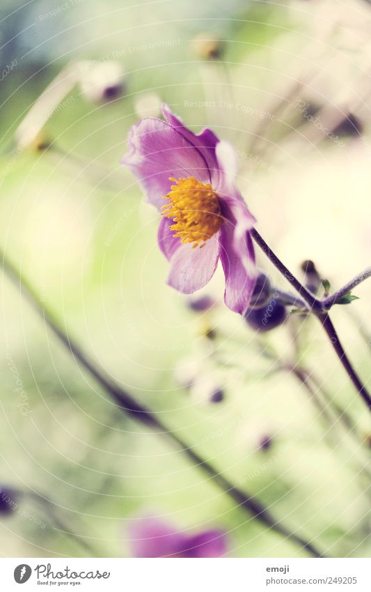 Herbstanemone Natur Pflanze Sommer Blume Duft natürlich grün rosa Garten Park Farbfoto Außenaufnahme Nahaufnahme Detailaufnahme Makroaufnahme Tag