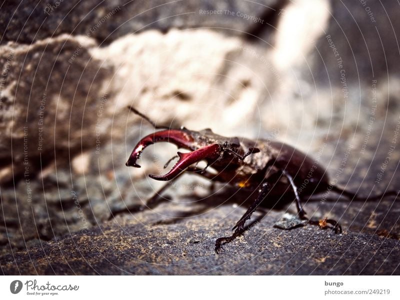 In die Zange nehmen Tier Wildtier 1 krabbeln sitzen bedrohlich Natur Umwelt Hirschkäfer Insekt beißen Beißwerkzeuge zwicken Beine Mauerstein Wand stark klein