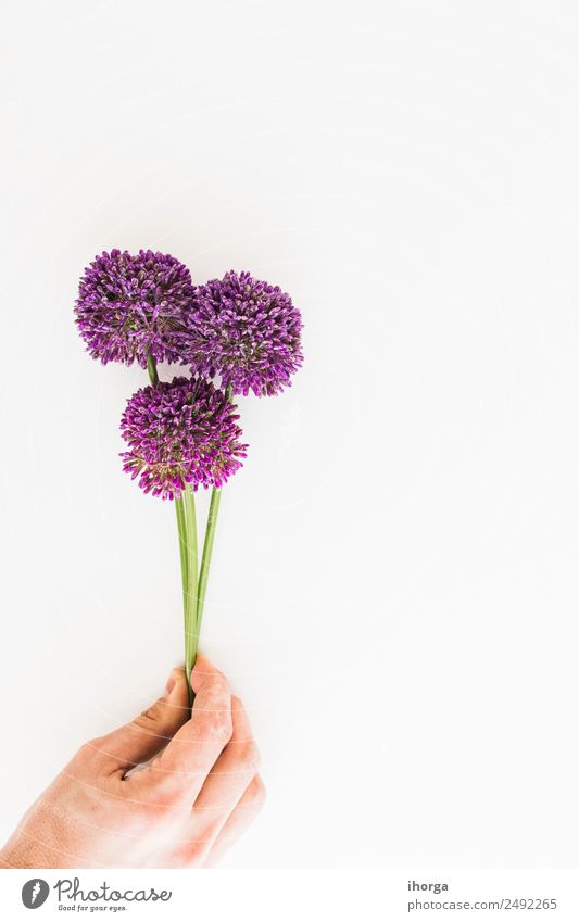 Allium isoliert auf weißem Hintergrund Kräuter & Gewürze schön Garten Dekoration & Verzierung Feste & Feiern Valentinstag Muttertag Mensch Hand Finger Natur