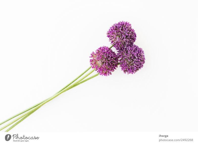 Allium isoliert auf weißem Hintergrund Gemüse Kräuter & Gewürze schön Feste & Feiern Valentinstag Muttertag Natur Pflanze Blume Liebe Wachstum frisch natürlich