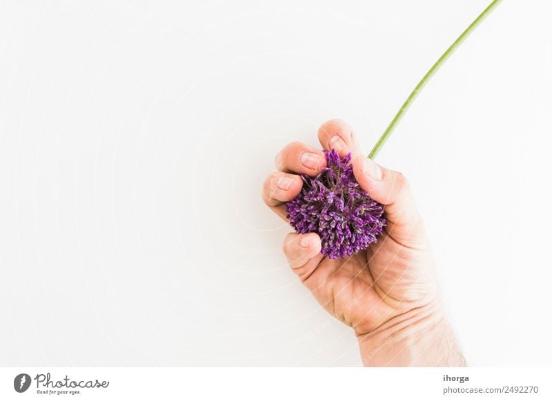 Allium isoliert auf weißem Hintergrund Gemüse Kräuter & Gewürze elegant schön Garten Feste & Feiern Valentinstag Muttertag Mensch Hand Finger Natur Pflanze