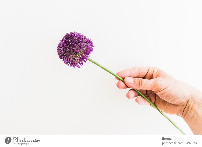 Allium isoliert auf weißem Hintergrund Gemüse Kräuter & Gewürze schön Sommer Garten Feste & Feiern Valentinstag Muttertag Mensch Hand Finger Natur Pflanze Blume