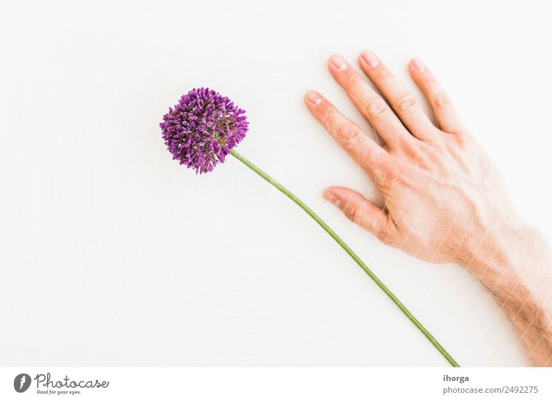 Allium isoliert auf weißem Hintergrund Gemüse Kräuter & Gewürze elegant Garten Dekoration & Verzierung Feste & Feiern Valentinstag Muttertag Mensch Hand Finger