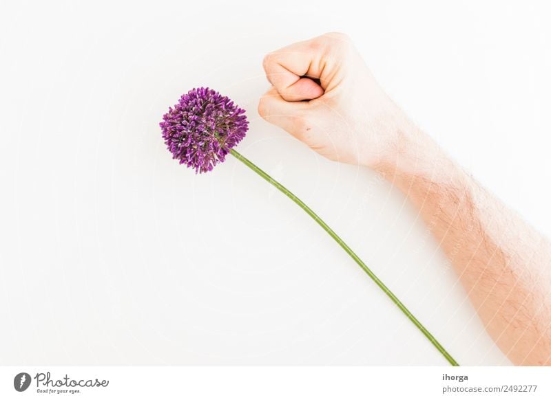 Allium isoliert auf weißem Hintergrund Gemüse Kräuter & Gewürze elegant Sommer Garten Feste & Feiern Valentinstag Muttertag Mensch Hand Finger Natur Pflanze