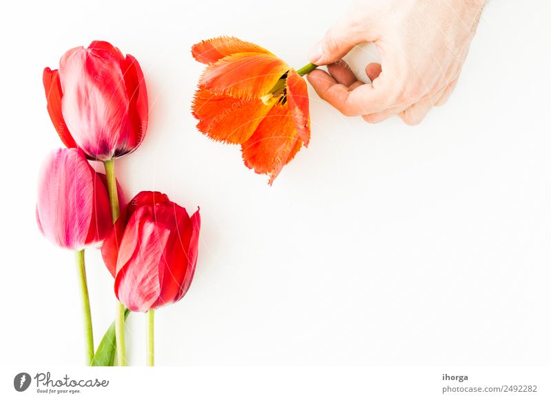 Tulpenblüten auf weißem Tisch Design Tapete Feste & Feiern Valentinstag Muttertag Mensch Mann Erwachsene Hand Finger Natur Pflanze Blume Blatt Blüte Liebe