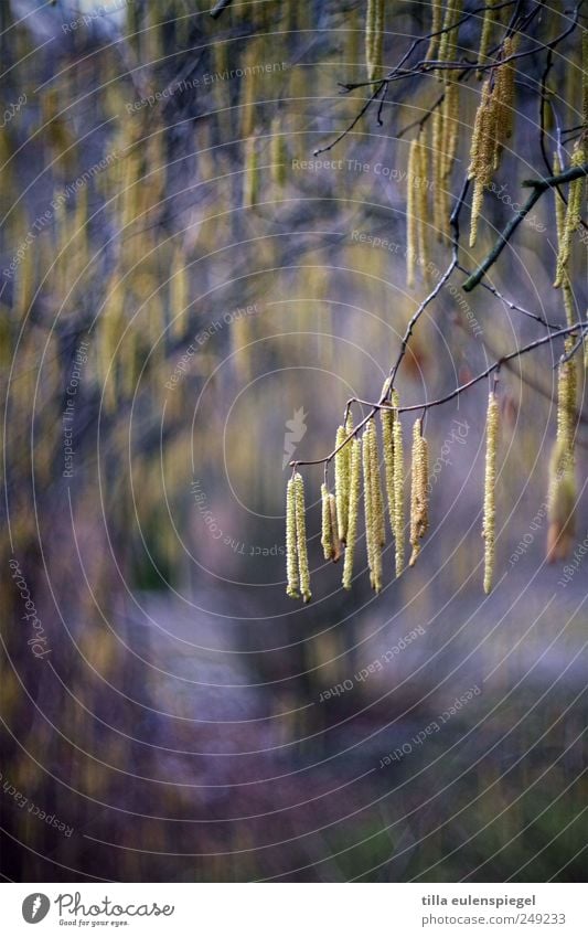 ||| Natur Frühling hängen natürlich gelb violett Farbe Birke Zweige u. Äste Blüte Pflanze Farbfoto Außenaufnahme Schwache Tiefenschärfe