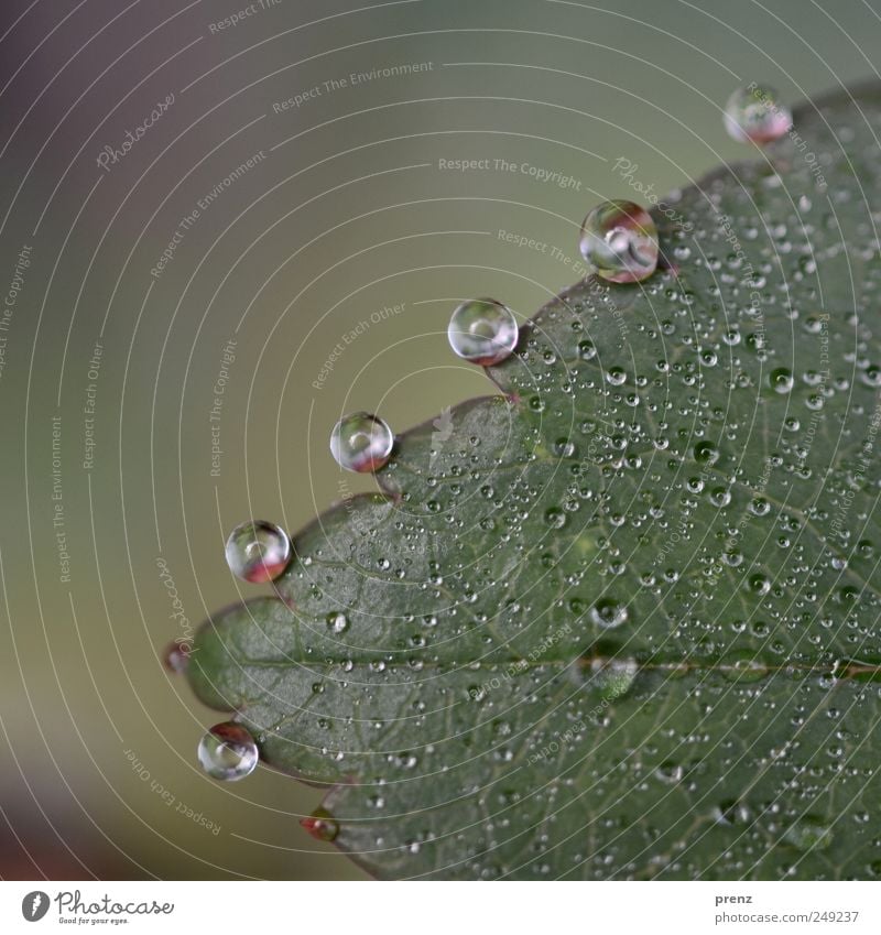 regentröpfchen Natur Pflanze Wasser Wassertropfen Sträucher Rose Blatt Park grün nass Regen Blattadern Farbfoto Außenaufnahme Tag Schwache Tiefenschärfe