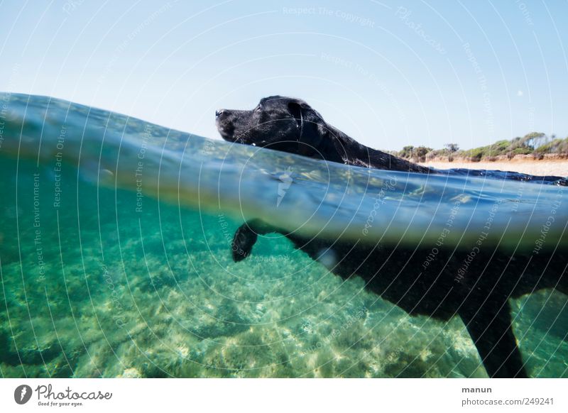 Meerestier Fitness Sport-Training Wassersport Natur Sardinien Mittelmeer Tier Haustier Hund Labrador 1 Schwimmen & Baden Bewegung Erholung genießen laufen