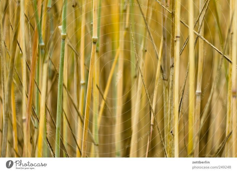 Getreide Landwirtschaft Forstwirtschaft Umwelt Natur Pflanze Sommer Nutzpflanze Feld Dorf Gefühle Bauernhof Halm Hessen wallroth Weizen Gerste Roggen Hafer