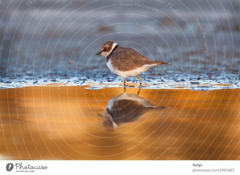 Kleiner süßer Wasservogel schön Sommer Umwelt Natur Tier Sand Küste See Vogel klein niedlich wild blau gelb weiß Regenpfeifer Tierwelt beringt Fauna Hintergrund