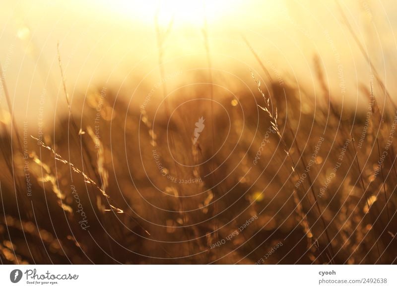 Gräserfeuerwerk 7 Natur Landschaft Sommer Schönes Wetter Gras Wiese Feld Wärme Glück Zufriedenheit Lebensfreude Erholung erleben Gelassenheit Idylle