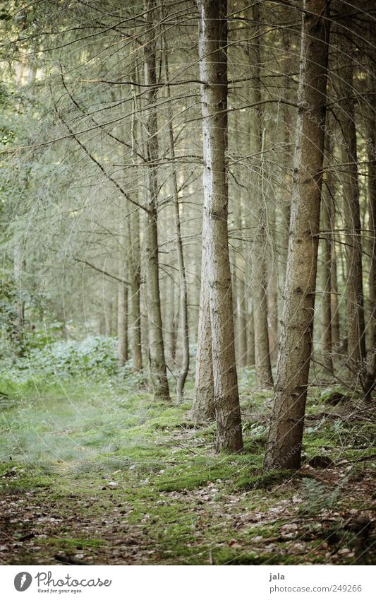 wald Umwelt Natur Pflanze Baum Sträucher Moos Blatt Grünpflanze Wildpflanze Wald natürlich wild Farbfoto Außenaufnahme Menschenleer Tag