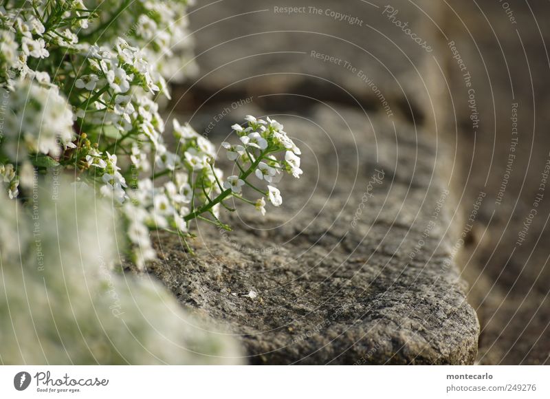 Am Wegesrand Natur Pflanze Schönes Wetter Blume Blüte Grünpflanze Nutzpflanze Park Seeufer Bodensee schön klein natürlich grau grün weiß Farbfoto Außenaufnahme