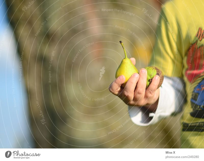 Birnendieb ! Lebensmittel Frucht Ernährung Bioprodukte Mensch Kind Kleinkind 1 1-3 Jahre 3-8 Jahre Kindheit klein lecker süß Ernte Birnbaum Kinderhand Farbfoto