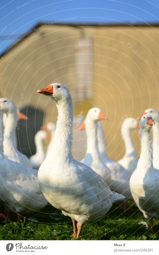 STILLGESTANDEN Fleisch Bioprodukte Nutztier Herde Neugier Gans schnattern Schnabel weiß Bauernhof Geflügelfarm Geflügelzucht Tierzucht Farbfoto Außenaufnahme