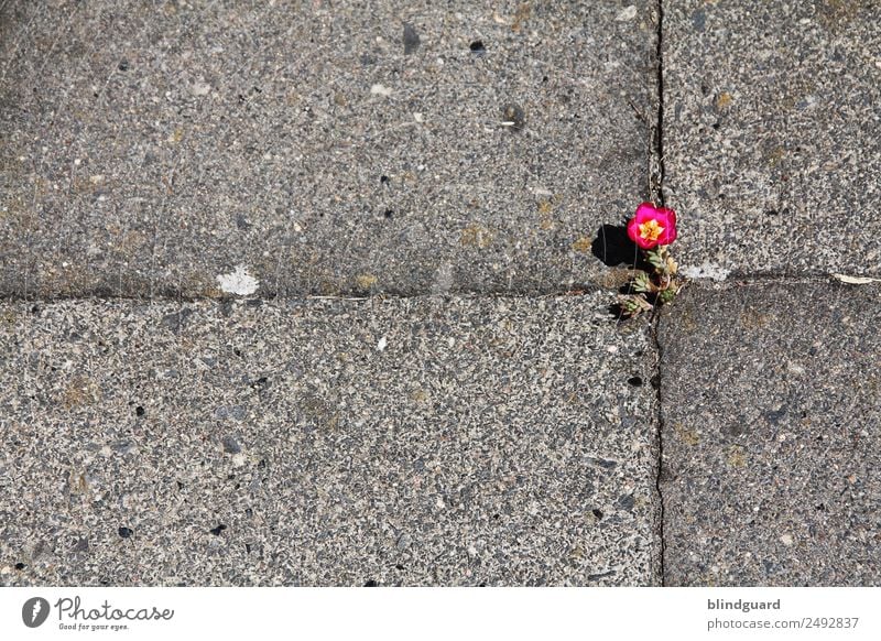 The Power Of Flower Umwelt Natur Pflanze Sommer Blüte Grünpflanze Stadt Straße Stein Blühend Wachstum fantastisch positiv stark gelb grau grün rot Willensstärke