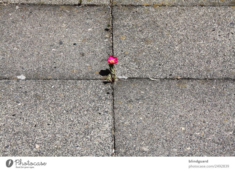 Wo ein Wille ist, da ist auch ein Weg Umwelt Pflanze Sommer Blume Blüte Grünpflanze Wildpflanze Stadt Wege & Pfade Beton Blühend Duft Wachstum klein natürlich