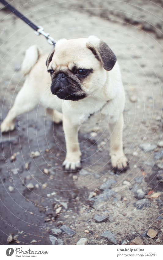 ein dreister mops ,will meistens drops Erde Tier Haustier Hund Mops 1 Tierjunges niedlich Pfütze Gassi gehen Hundeleine Welpe Farbfoto Gedeckte Farben