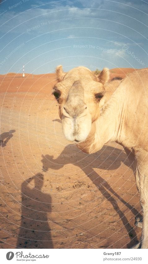 Camel Trophy Arabien Werbefachmann Plakat Panorama (Aussicht) Ferien & Urlaub & Reisen Zigarettenmarke Wüste Muster emirate werbemittel plakatwerbung fernsehn