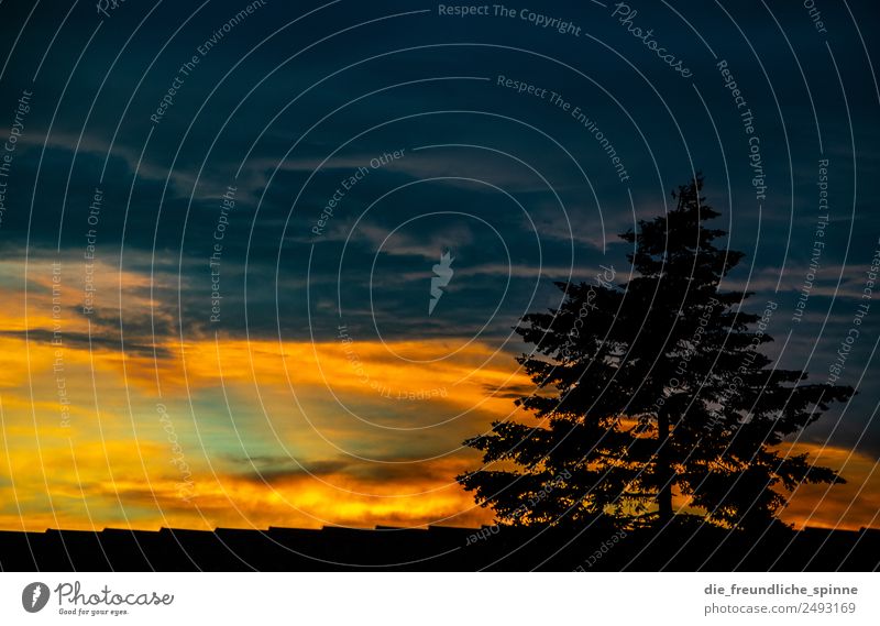 Dramatischer Sonnenuntergang Natur Landschaft Pflanze Himmel Wolken Gewitterwolken Sonnenaufgang Sonnenlicht Sommer Schönes Wetter schlechtes Wetter Baum