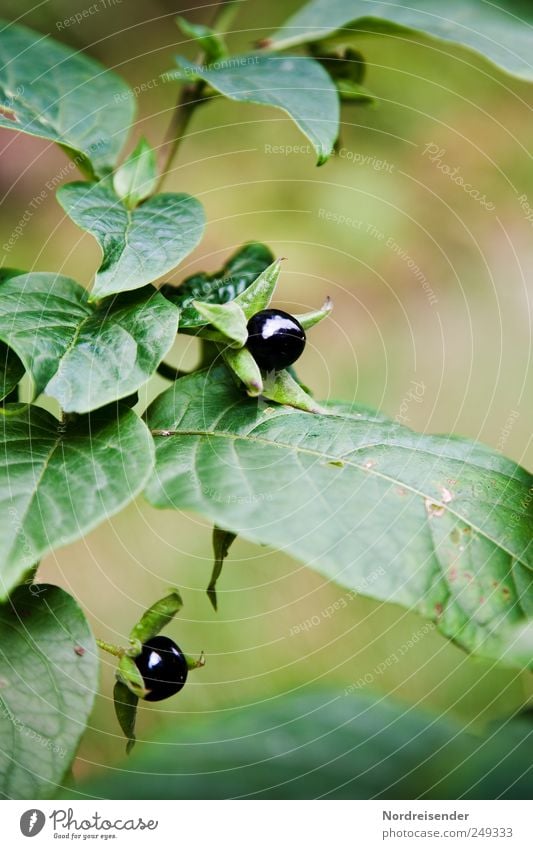 Schwarze Seele Natur Sommer Pflanze Wildpflanze Wachstum ästhetisch bedrohlich elegant Gift Giftpflanze Tollkirsche Nachtschattengewächse Heilpflanzen Vorsicht