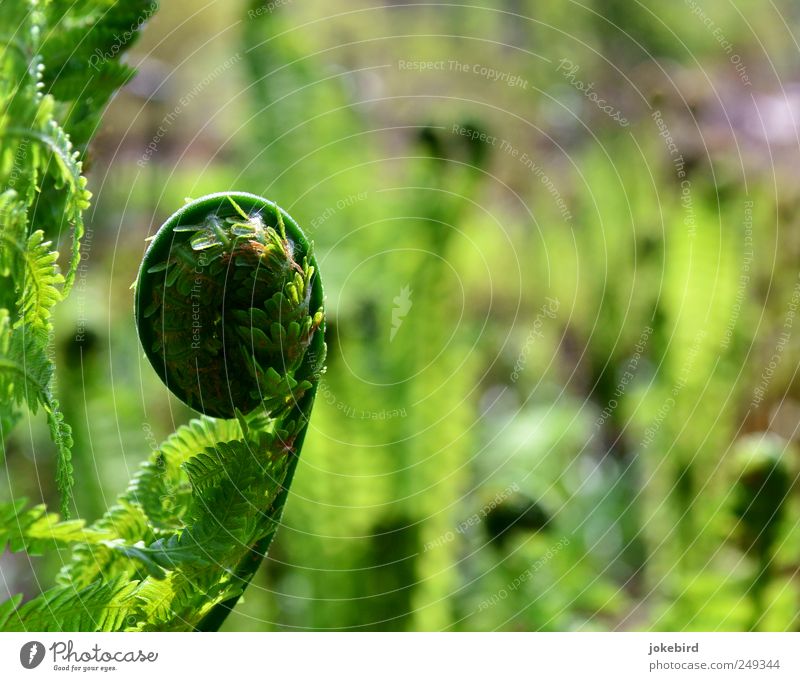 Rollmops Umwelt Natur Pflanze Frühling Farn Grünpflanze Wildpflanze Park Wiese Feld rund grün Frühlingsgefühle Vorfreude Beginn Wachstum Farnblatt Sporen